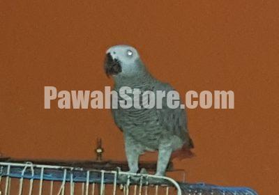 68fb1d91-7611-46be-8a19-def26799da04