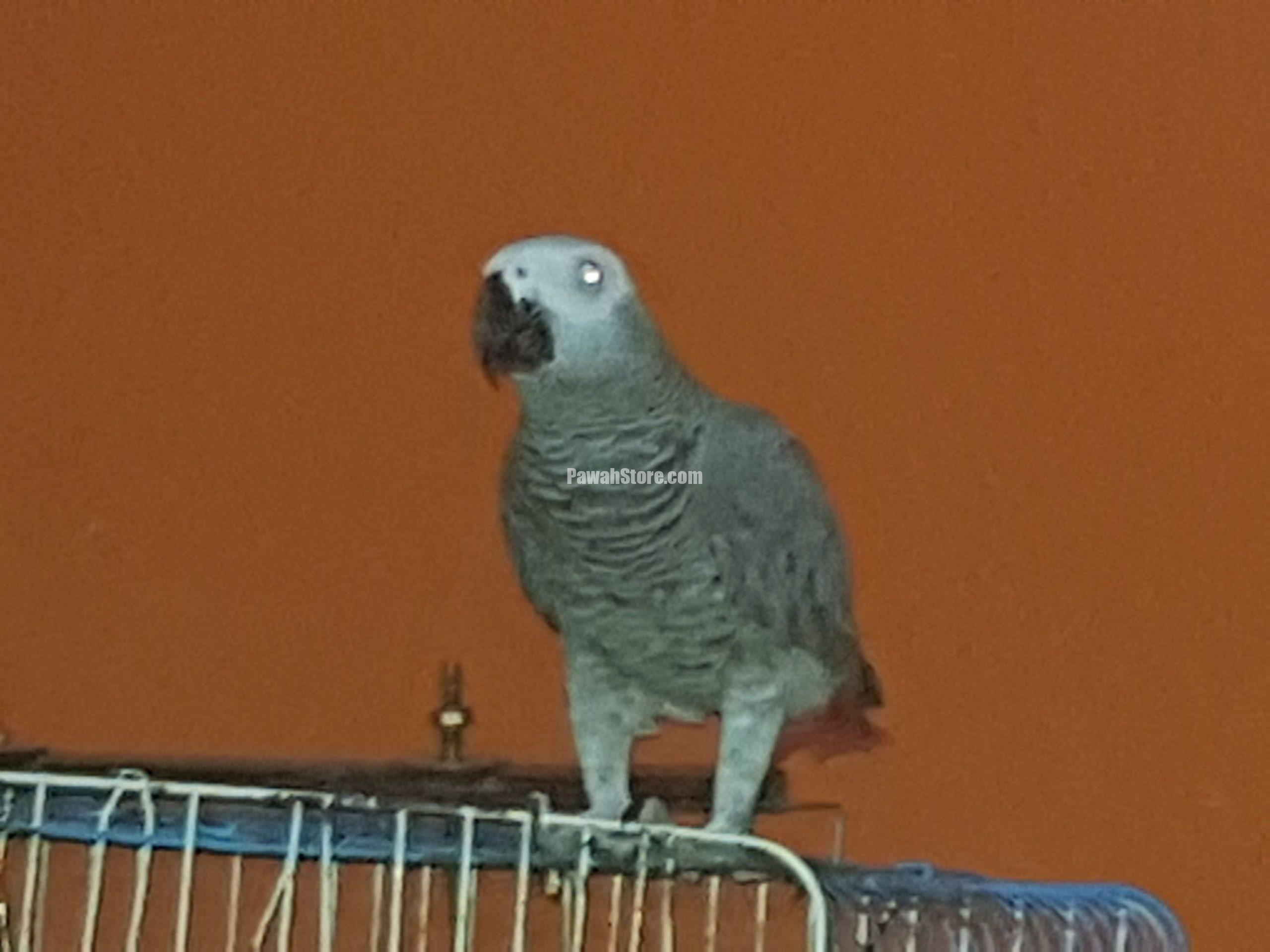 Africa grey,talking parrot, own since 2018 till now,ready for new home.
